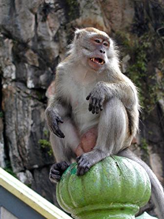 バトゥ洞窟のカニクイザル（野生の猿）