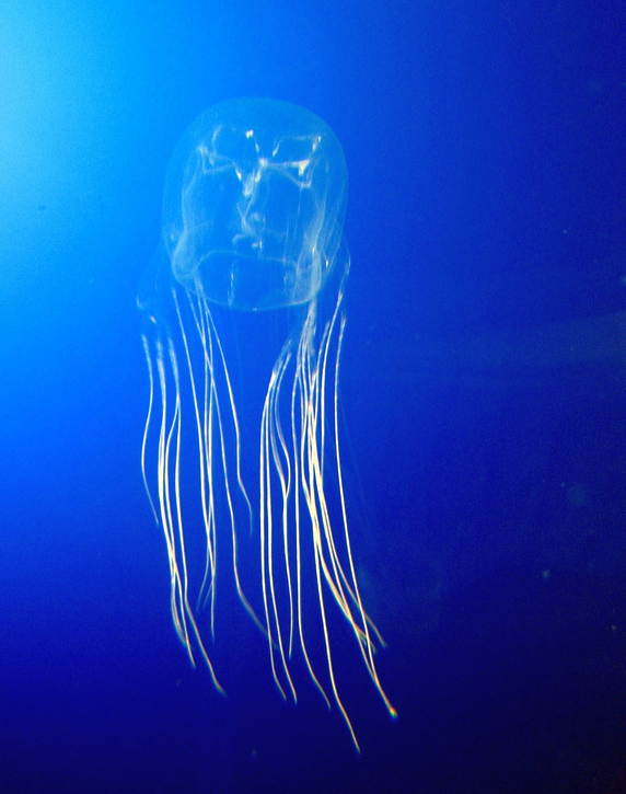 透明で見えにくい箱型クラゲ（ハブクラゲの近縁種 Chironex fleckeri）