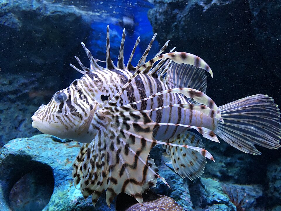 ミノカサゴ（美しいヒレに毒を持つ魚）