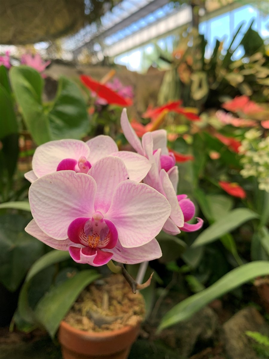 水戸市植物公園の温室に咲くピンクの胡蝶蘭。奥に熱帯植物が並ぶ
