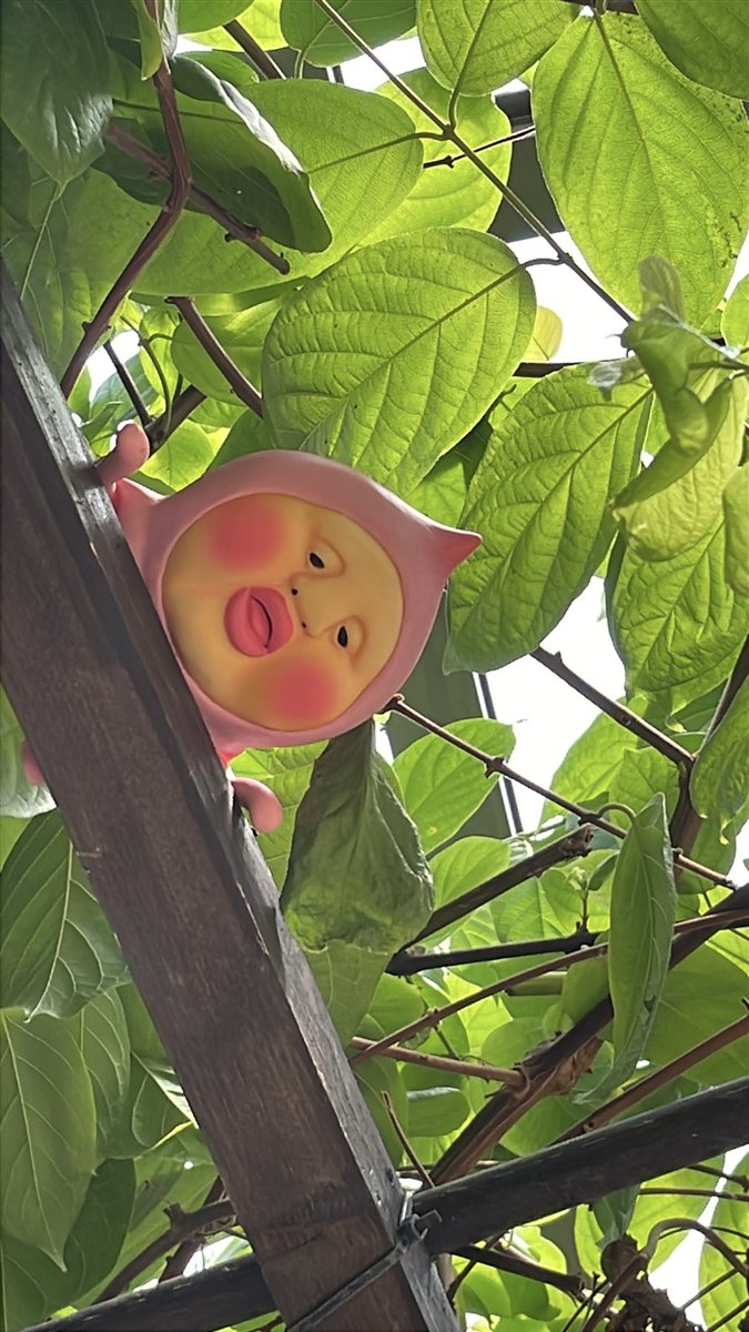 植物公園の藤棚の梁に隠れているピンク色のコビト。葉っぱの間から顔をのぞかせている