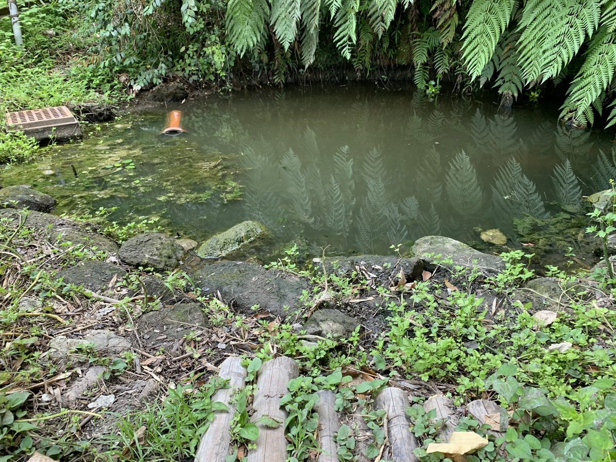 敷地内にある緑色の水をたたえた池