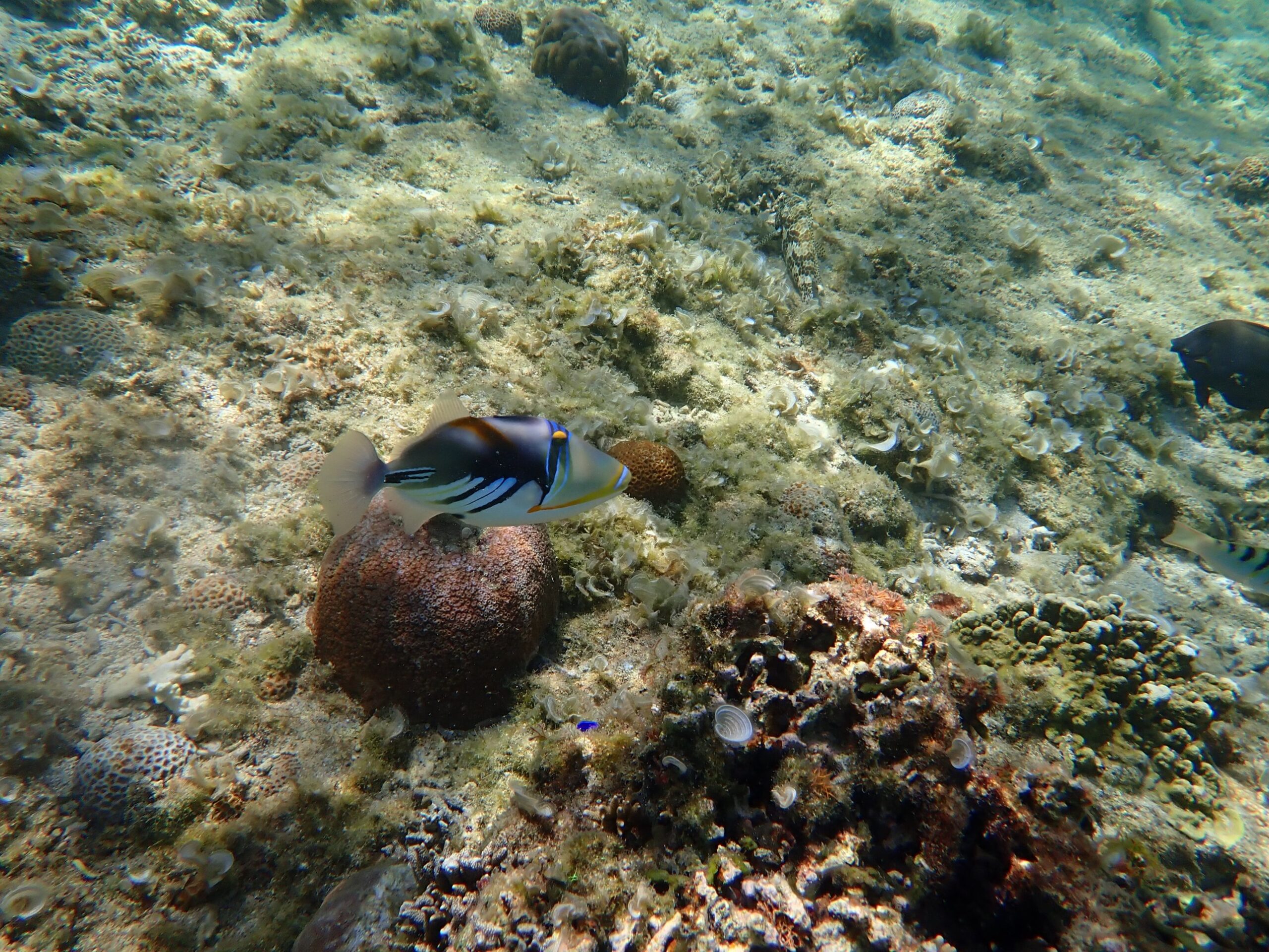 大度浜海岸で出会ったカラフルな熱帯魚