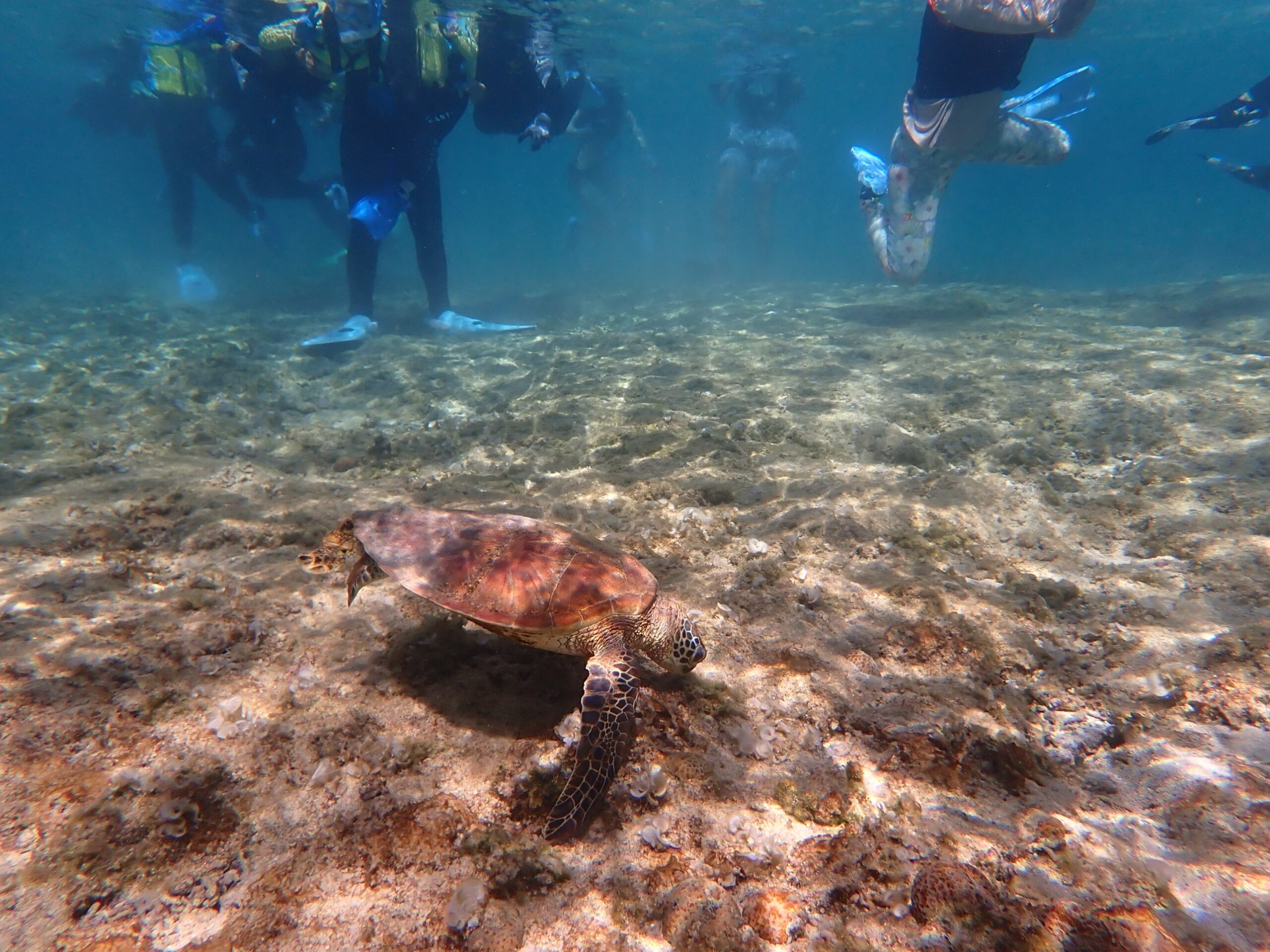 大度浜海岸でみんなで泳ぐ中、すぐ近くを通ったウミガメ
