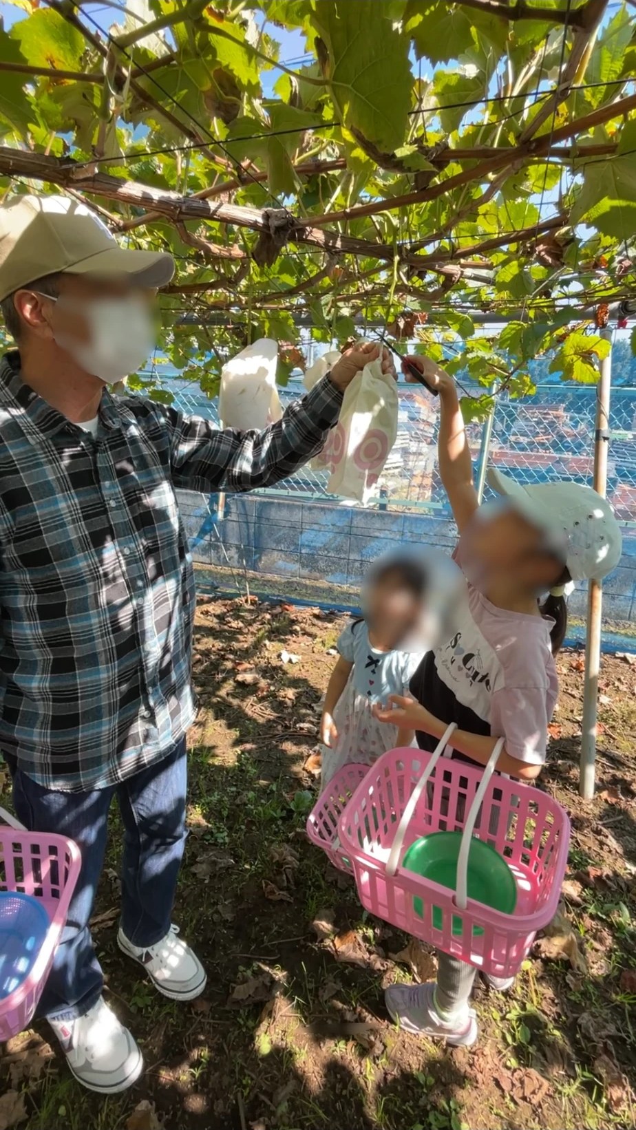 袋かけされたぶどうをハサミで収穫するところ。かごを持った子どもたちが見上げている